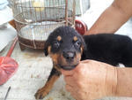 Home Breed Rottweiler Puppies - Rottweiler Dog