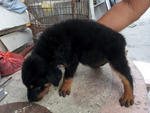 Home Breed Rottweiler Puppies - Rottweiler Dog