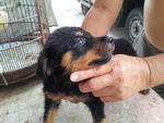 Home Breed Rottweiler Puppies - Rottweiler Dog