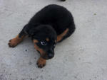 Home Breed Rottweiler Puppies - Rottweiler Dog