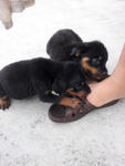 Home Breed Rottweiler Puppies - Rottweiler Dog