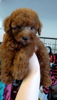 Toy Poodle Red Color Teddy Look   - Poodle Dog