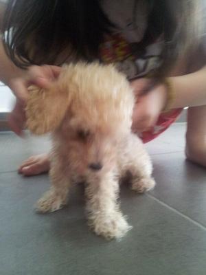 Cookie - Poodle + Maltese Dog