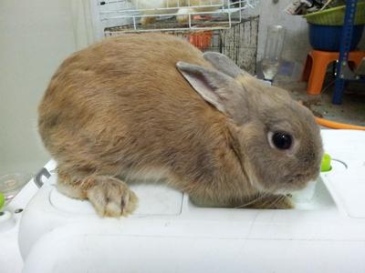 Arnab Netherland Dwarf Rabbit -buck - Netherland Dwarf Rabbit