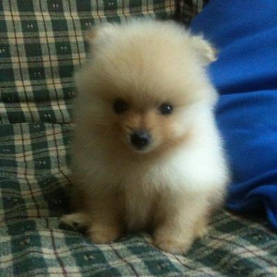 Bb - Pomeranian Dog