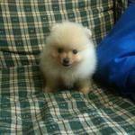 Bb - Pomeranian Dog