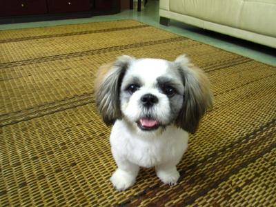 Jass - Shih Tzu Dog