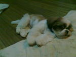 Jass - Shih Tzu Dog