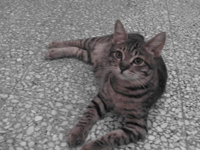 Caspien - Tabby Cat