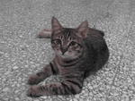 Caspien - Tabby Cat