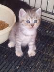 Belum Ada Nama - Persian + Domestic Short Hair Cat