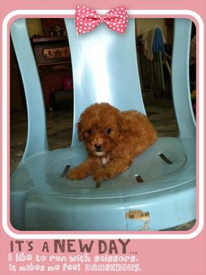 Taiwan Lineage Toy Poodle(Urgent) - Poodle Dog