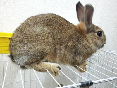 Arnab Netherland Dwarf Rabbit -doe - Netherland Dwarf Rabbit