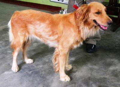 Ruby - Golden Retriever Dog