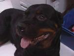 Girl Girl (No Name) - Rottweiler Dog