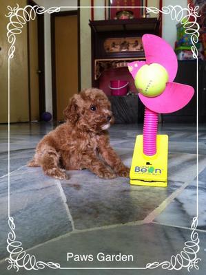 Little Tiny Toy Poodle 600 Grams - Poodle Dog