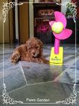 Little Tiny Toy Poodle 600 Grams - Poodle Dog