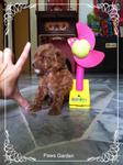 Little Tiny Toy Poodle 600 Grams - Poodle Dog