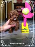 Little Tiny Toy Poodle 600 Grams - Poodle Dog