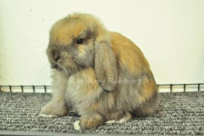 Holland Lop - Tort 30 - Holland Lop Rabbit