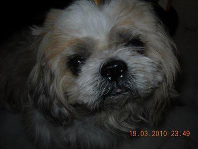 PF34925 - Shih Tzu Dog