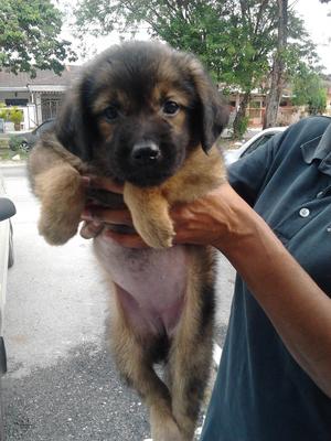 Mixxy (Golden Retriver + Shepherd ) - Mixed Breed Dog