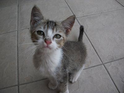 Once-ler - Domestic Short Hair Cat