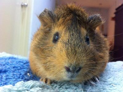 Xiao Xiao Loo &amp; Xiao Xiao Zhong - Guinea Pig Small & Furry