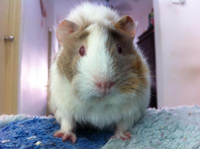 Xiao Oh &amp; Xiao Xiong Xiong - Guinea Pig Small & Furry