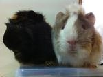 Xiao Oh &amp; Xiao Xiong Xiong - Guinea Pig Small & Furry