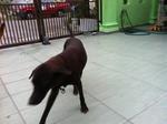 Watch Dogs Blackie And Brownie - Mixed Breed Dog