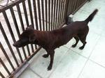 Watch Dogs Blackie And Brownie - Mixed Breed Dog