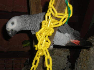 Dexter - African Grey Bird