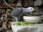 Dexter - African Grey Bird