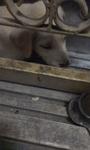 Expresso,milk,chocolate And Latte - Labrador Retriever Mix Dog