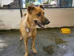 D28 (230711) - Mixed Breed Dog