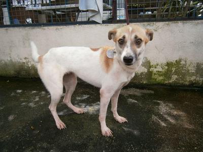 D42 (140811) - Mixed Breed Dog