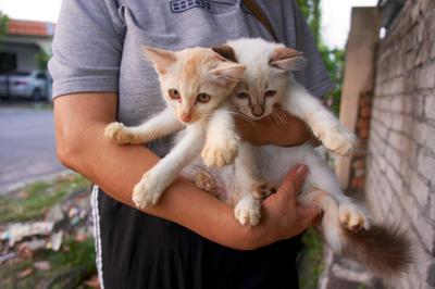 PF34958 - Turkish Van Cat