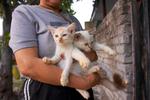 PF34958 - Turkish Van Cat