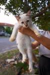 PF34958 - Turkish Van Cat