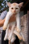 PF34958 - Turkish Van Cat