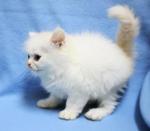 PF34959 - Domestic Long Hair Cat