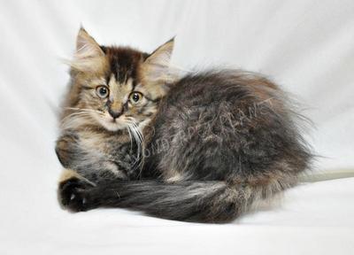 Tabby Kitten - Domestic Long Hair Cat