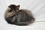 Tabby Kitten - Domestic Long Hair Cat