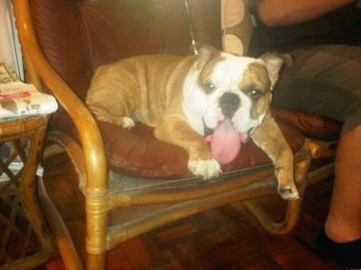 Maxwell - English Bulldog Dog