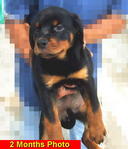 Parkview Rottweiler (2) - Rottweiler Dog