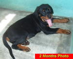 Parkview Rottweiler (2) - Rottweiler Dog