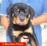 Parkview Rottweiler (2) - Rottweiler Dog