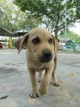 Taman Emas Puppies - Mixed Breed Dog