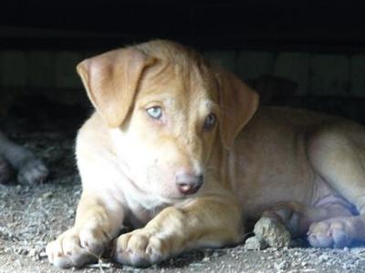 Taman Emas Puppies - Mixed Breed Dog